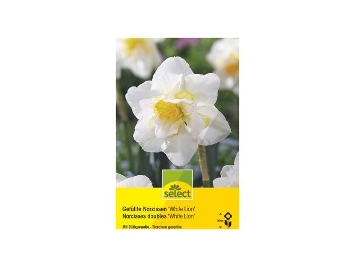 Select Blumenzwiebel White Lion ''