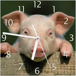 Wallario Uhr 30 x 30 cm, weiße Zeiger Süßes Ferkel auf dem Bauernhof in Nahaufnahme