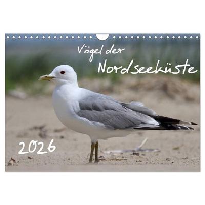 Vögel der Nordseeküste (Wandkalender 2026 DIN A4 quer), CALVENDO Monatskalender