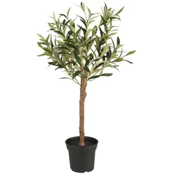IB Laursen Olivenbaum in Topf, H: 75, Ø 30 cm