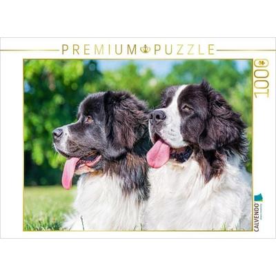 CALVENDO Puzzle Porträt von zwei Landseer-Hündinnen | 1000 Teile Lege-Größe 64x48cm Foto-Puzzle für glückliche Stunden