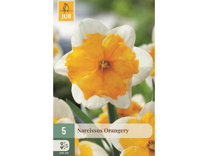 Narcis orangery 5 bollen