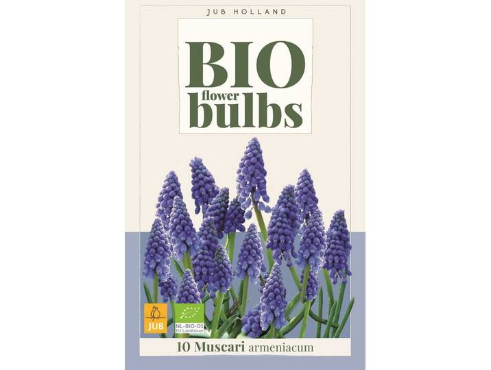 Bio muscari armeniacum 10 bollen