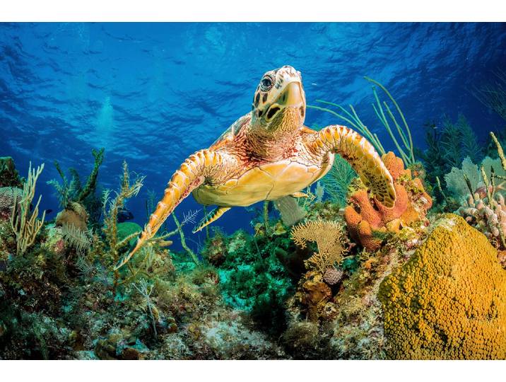 Fototapete PAPERMOON JAN ABADSCHIEFF, HAWKSBILL TURTLE SCHWIMMEN DURCH KARIBISCHES RIFF , bunt, B:3m L:2,23m, Vlies, Tapeten, Fototapete