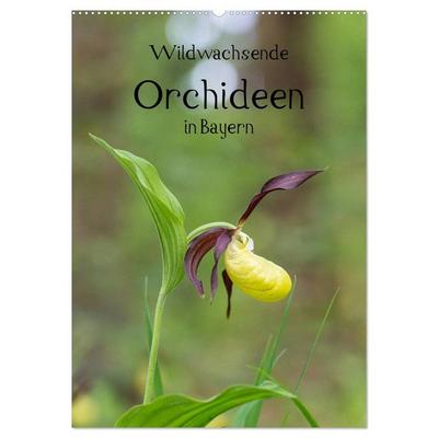 Wildwachsende Orchideen in Bayern (Wandkalender 2026 DIN A2 hoch), CALVENDO Monatskalender