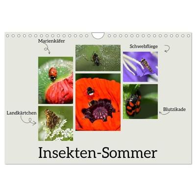 Insekten-Sommer (Wandkalender 2026 DIN A4 quer), CALVENDO Monatskalender