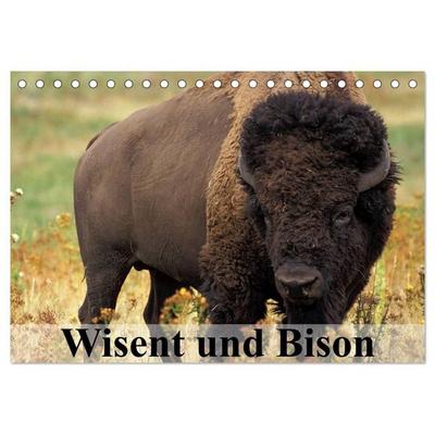 Wisent und Bison (Tischkalender 2027 DIN A5 quer), CALVENDO Monatskalender