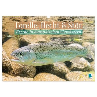 Forelle, Hecht und Stör: Fische in europäischen Gewässern (Wandkalender 2027 DIN A3 quer), CALVENDO Monatskalender