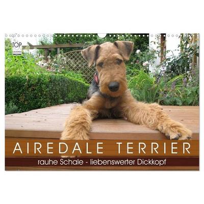 Airedale Terrier (Wandkalender 2027 DIN A3 quer), CALVENDO Monatskalender