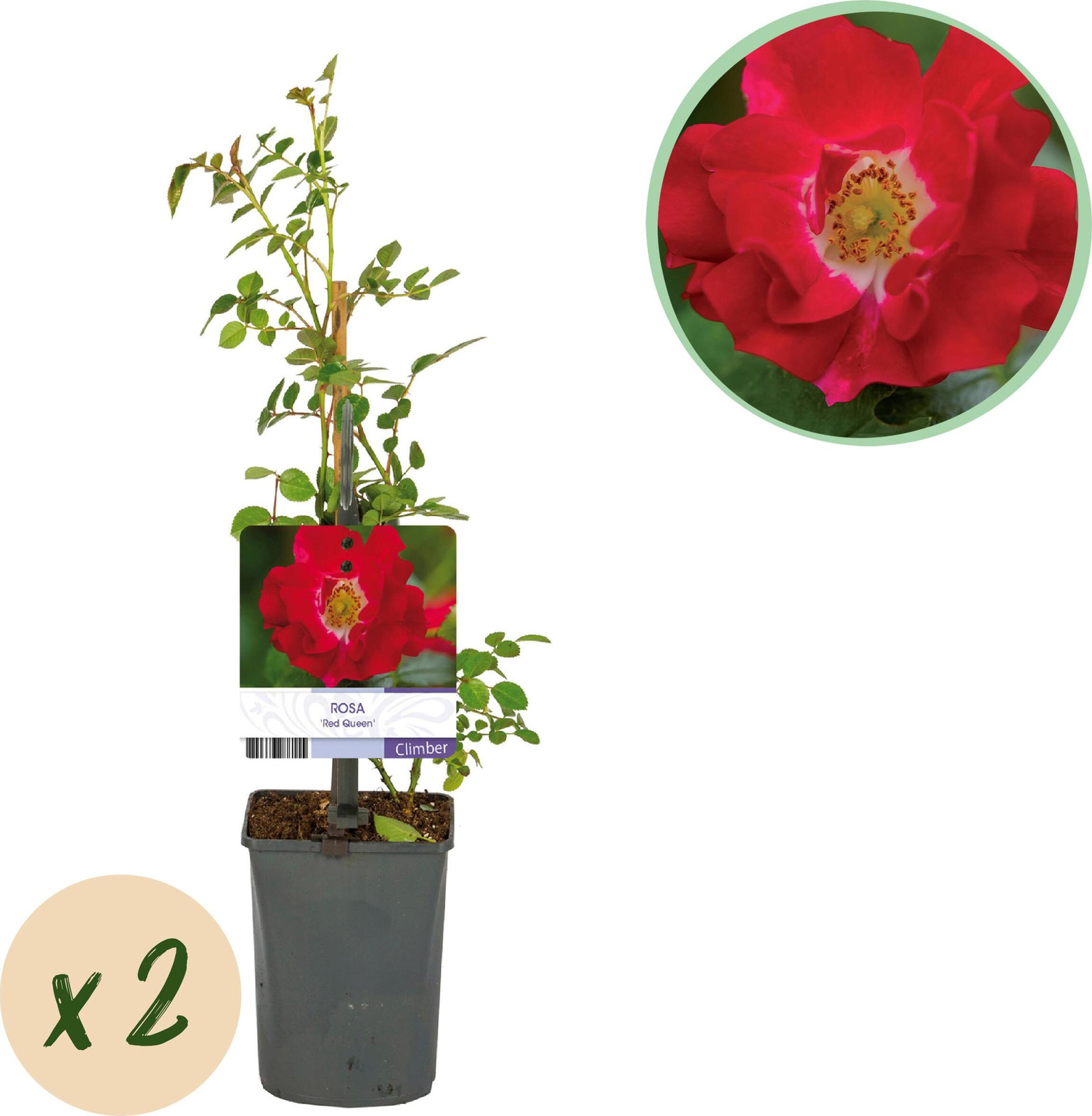 Pflanzenboutique Klimroos Rosa Red Queen Rood 2 stuks Hoogte: 30-40 cm, Diameter: 10 cm