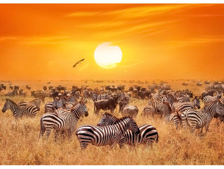 Fototapete PAPERMOON African Antelopes and Zebras , bunt, B:3,5m L:2,6m, Vlies, Tapeten, Fototapete