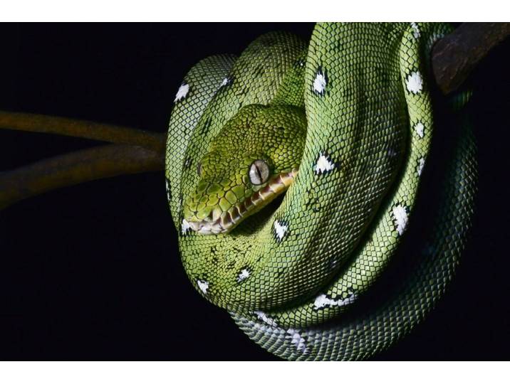 Papermoon SMARAGDBOA-SCHLANGE TIER REPTIL AMAZONAS REGENWALD BOA
