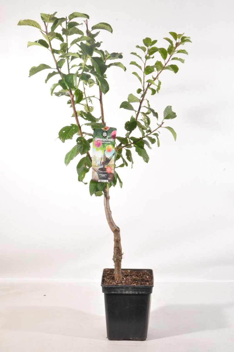 Patio Pruimenboom Prunus domestica Victoria Fruitboom Hoogte: 90 - 100 cm