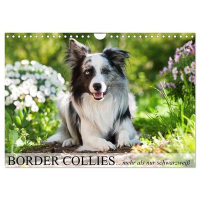 Border Collies - nicht nur schwarzweiß (Wandkalender 2027 DIN A4 quer), CALVENDO Monatskalender