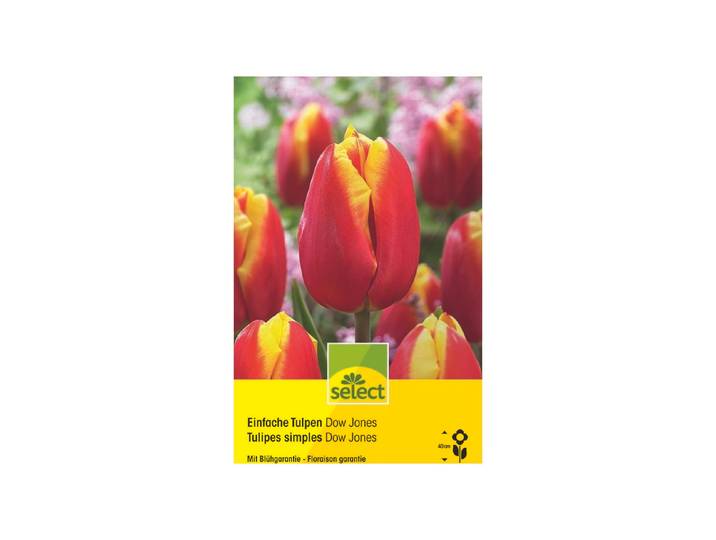 Select Blumenzwiebel Tulpen Dow Jones