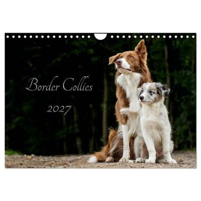 Border Collies 2027 (Wandkalender 2027 DIN A4 quer), CALVENDO Monatskalender