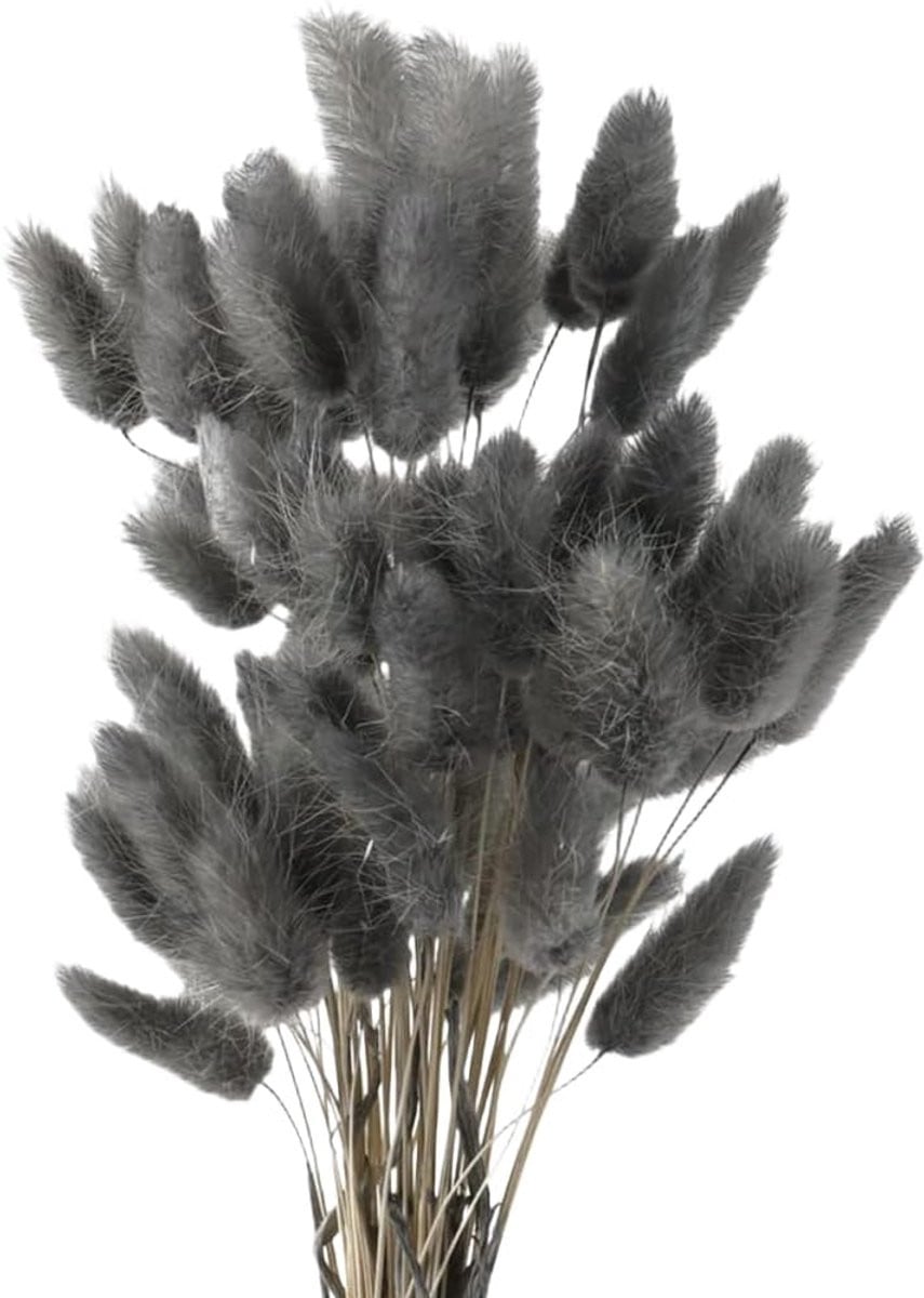Droog Pampasgras 60 cm - Natuurlijk Rabbit Tail Gras - Grijs