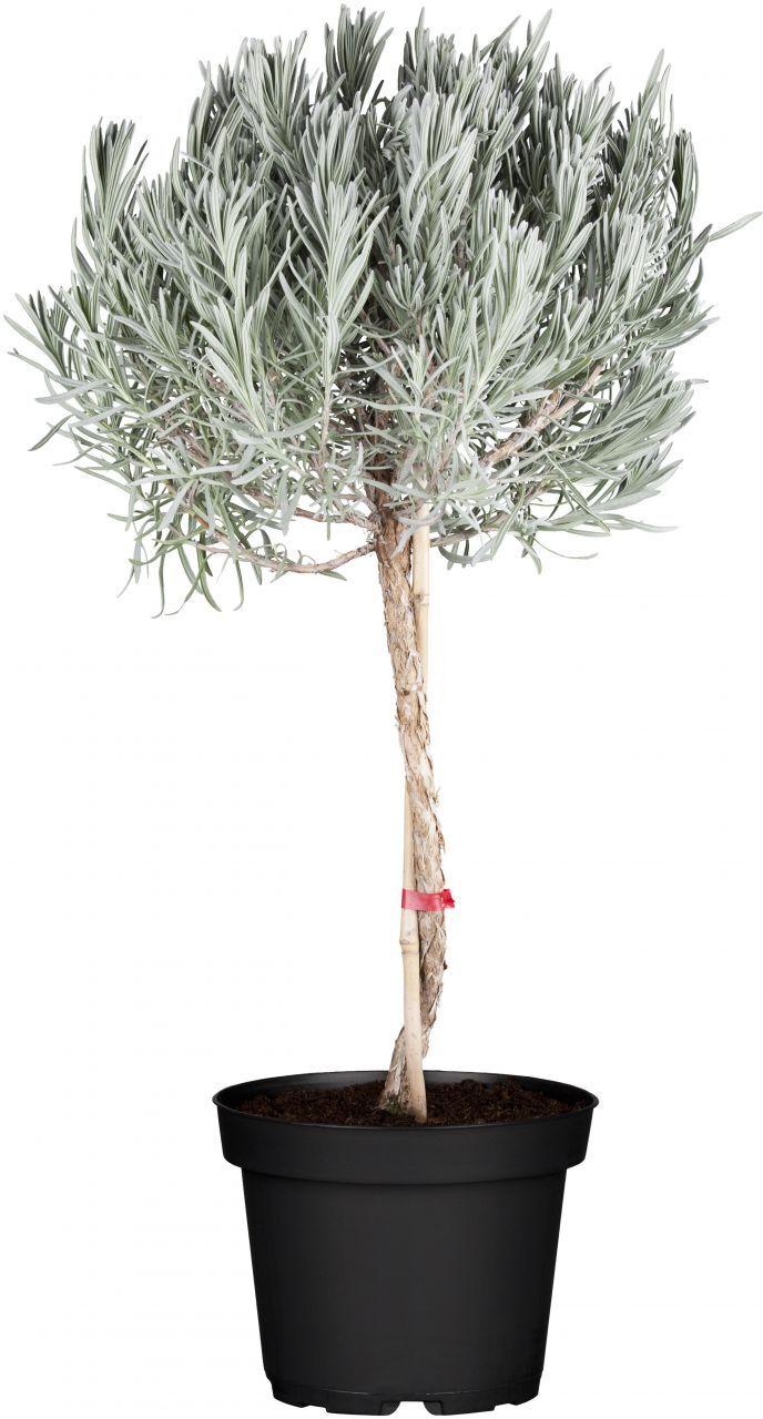Pflanzen Lavendel Stamm Lavendula H ca. 80 cm 19 cm Topf