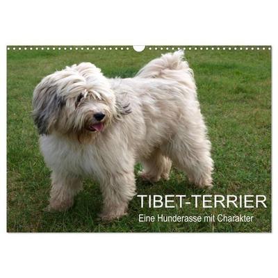 Tibet-Terrier - Eine Hunderasse mit Charakter (Wandkalender 2026 DIN A3 quer), CALVENDO Monatskalender