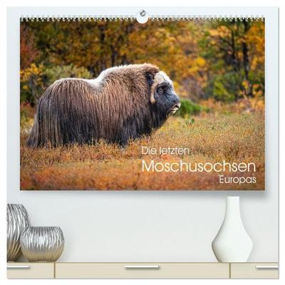 Die letzten Moschusochsen Europas (hochwertiger Premium Wandkalender 2026 DIN A2 quer), Kunstdruck in Hochglanz