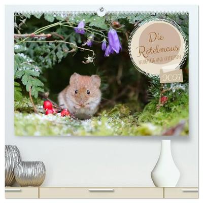 Die Rötelmaus - neugierig und verfressen (hochwertiger Premium Wandkalender 2027 DIN A2 quer), Kunstdruck in Hochglanz