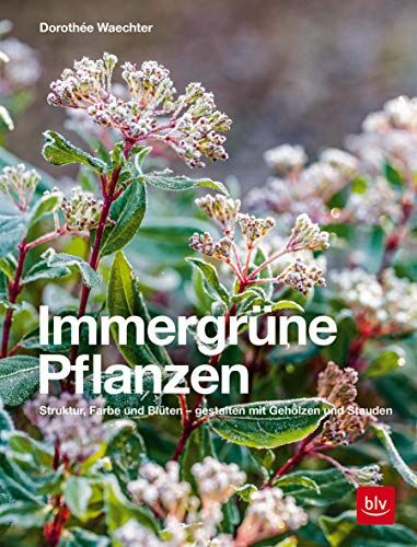 Dorothée Waechter - Immergrüne Pflanzen: Struktur, Farbe und Blüten - Gestalten mit Gehölzen und Stauden (Gartengestaltung) - Preis vom 13.10.2026 19:28:25 h