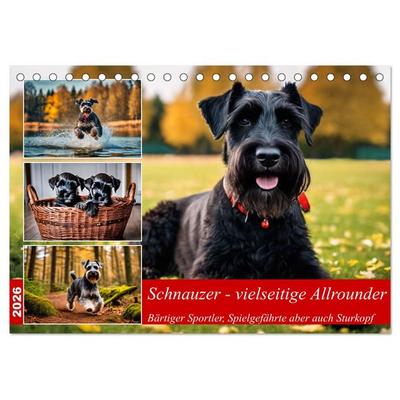 Schnauzer - vielseitige Allrounder (Tischkalender 2026 DIN A5 quer), CALVENDO Monatskalender