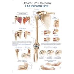 Lehrtafel Schulter und Ellenbogen  70x100cm