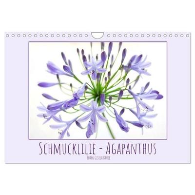 Schmucklilie - Agapanthus (Wandkalender 2026 DIN A4 quer), CALVENDO Monatskalender