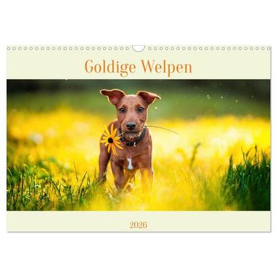 Pfotenblitzers Goldige Welpen (Wandkalender 2026 DIN A3 quer), CALVENDO Monatskalender