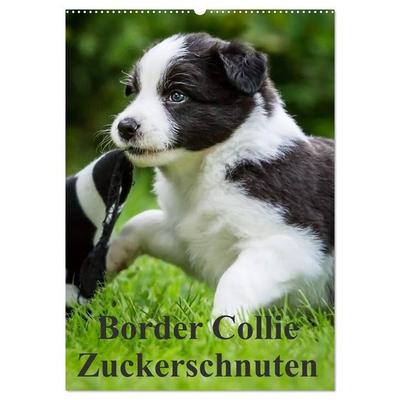 Border Collie Zuckerschnuten (Wandkalender 2026 DIN A2 hoch), CALVENDO Monatskalender