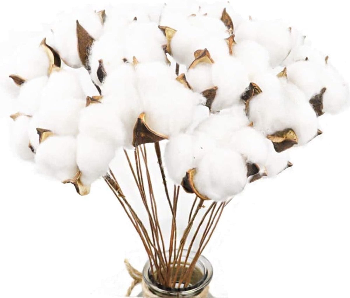 SnelShoppen Pack van 20 witte gedroogde katoentakken voor decoratie in vazen en bruiloften