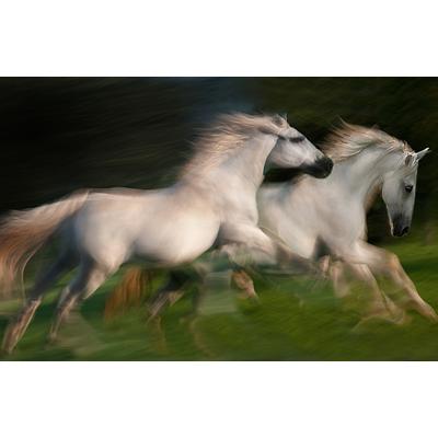 Fototapete PAPERMOON "Photo-Art MILAN MALOVRH, GALOPP FÜR ZWEI GALOPP", bunt, B:4m L:2,6m, Vlies, Tapeten