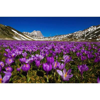 Papermoon "Blumenwiese"