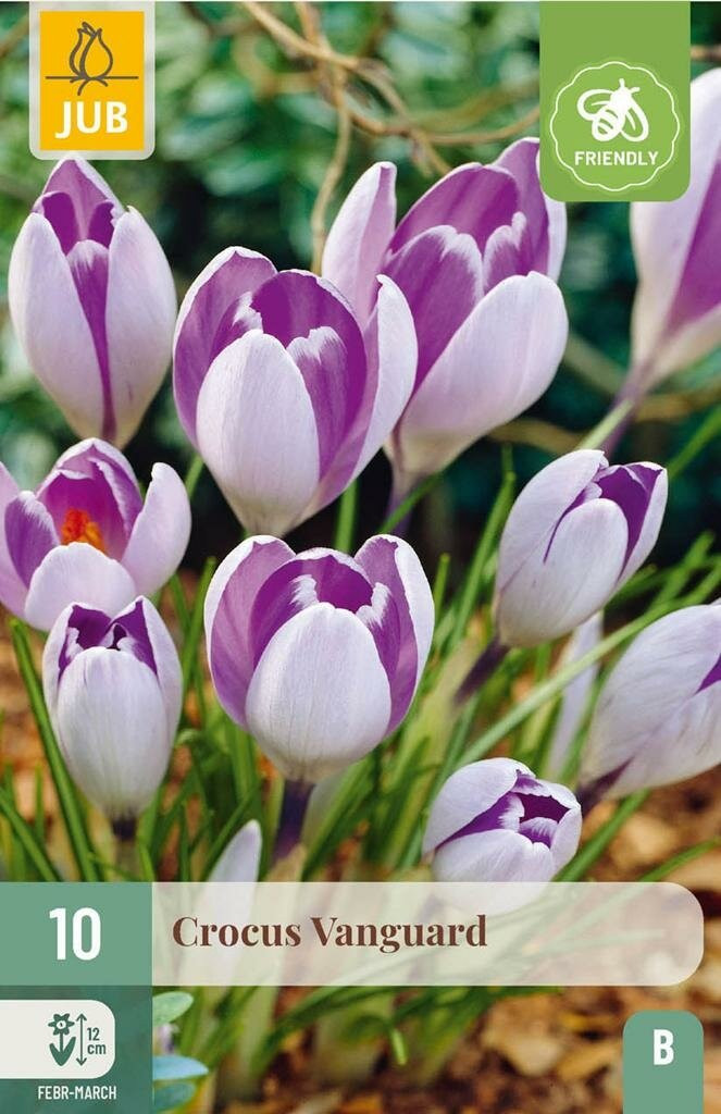 JUB Crocus Vanguard 10 bloembollen