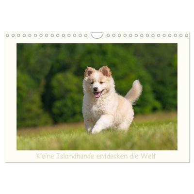 Kleine Islandhunde entdecken die Welt (Wandkalender 2027 DIN A4 quer), CALVENDO Monatskalender
