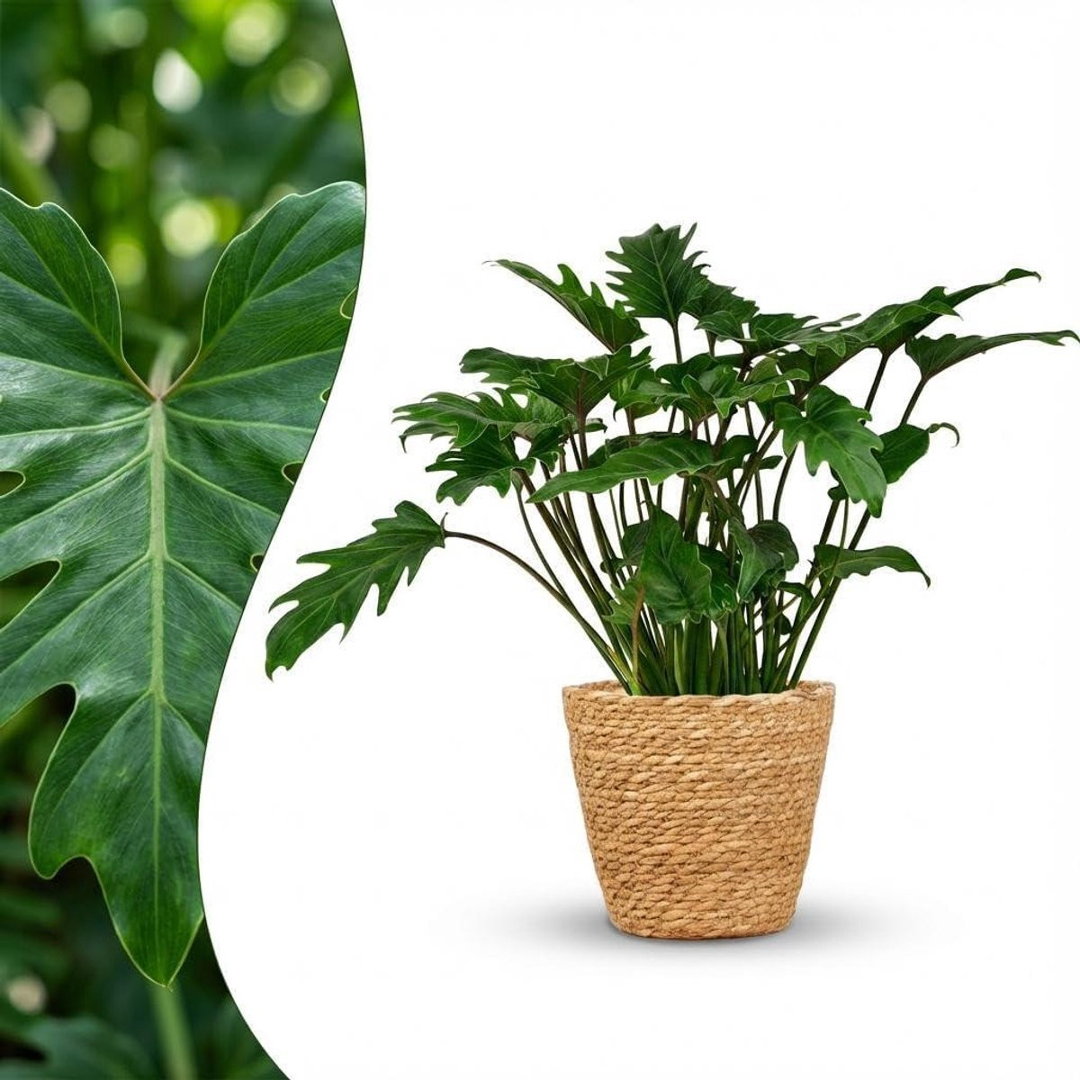 Philodendron Xanadu - Groene kamerplant voor luchtzuivering - Pot 19 cm