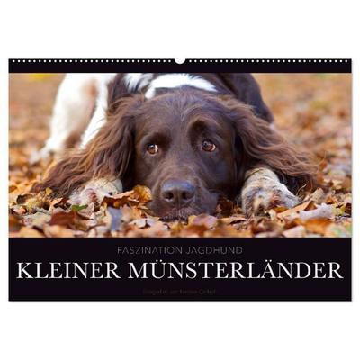 Faszination Jagdhund - Kleiner Münsterländer (Wandkalender 2027 DIN A2 quer), CALVENDO Monatskalender