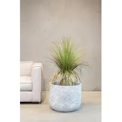 Gras - Calibanus hookeri - Kunstpflanze 90 cm