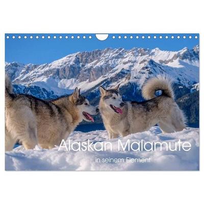Alaskan Malamute in seinem Element (Wandkalender 2027 DIN A4 quer), CALVENDO Monatskalender