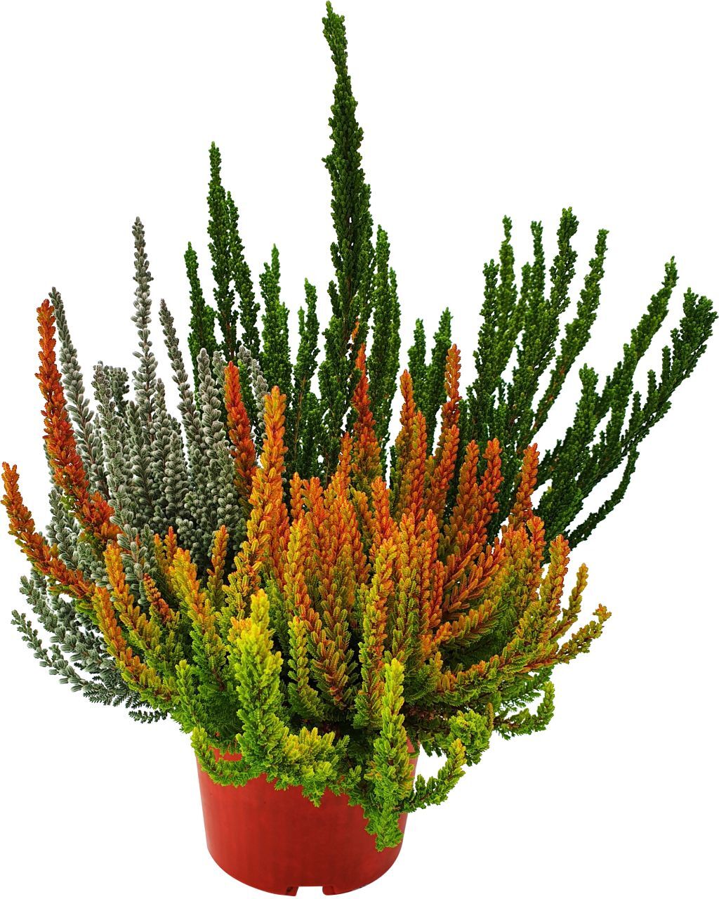 Pflanzen Calluna Dream Team 13 cm Topf