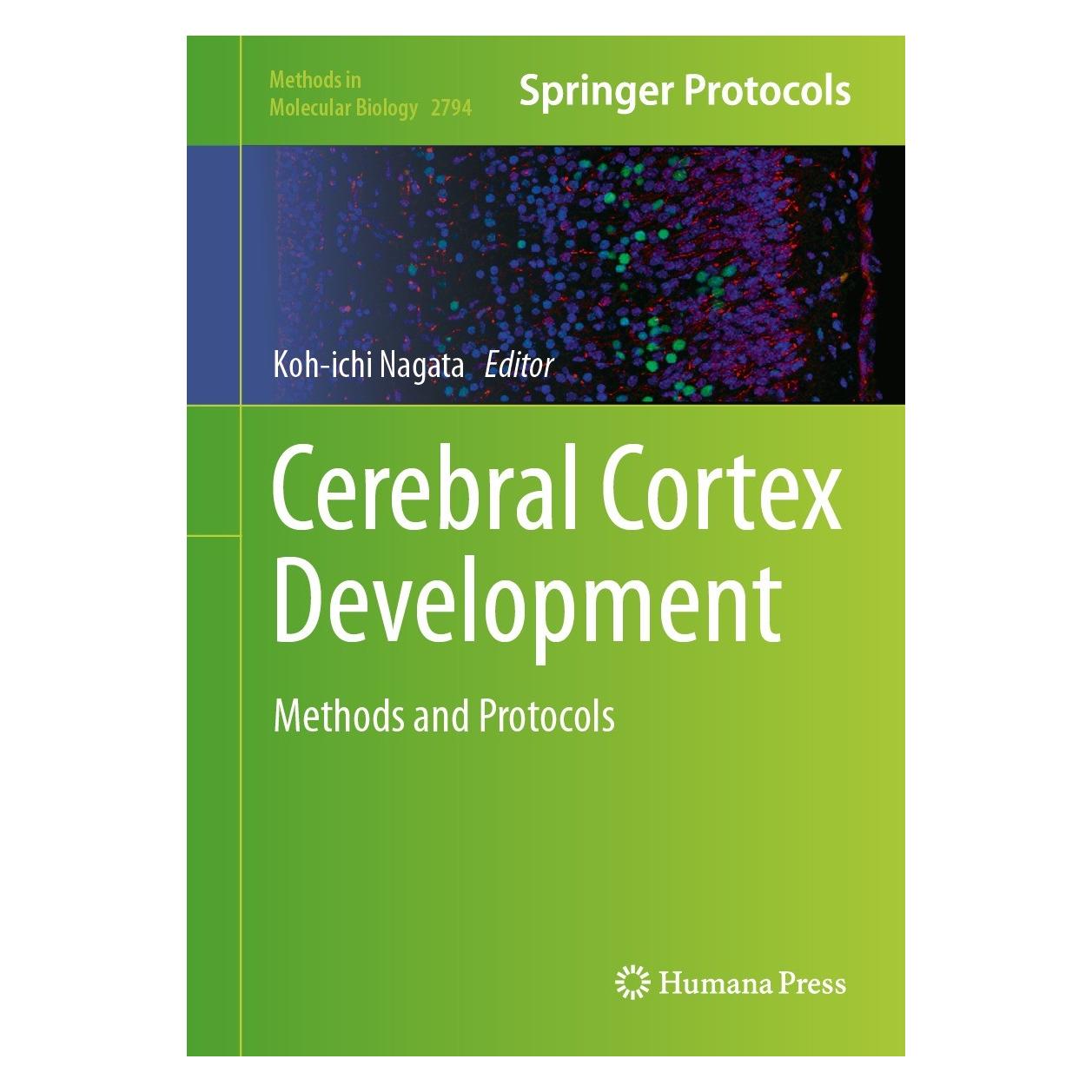 Springer Cerebral Cortex Development (Englisch, Hardcover, Koh-ichi Nagata) (9781071638095)