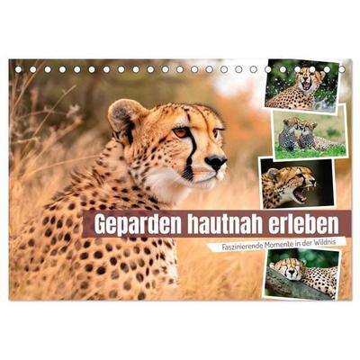 Geparden hautnah erleben (Tischkalender 2027 DIN A5 quer), CALVENDO Monatskalender