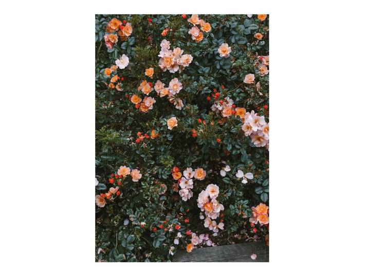 Fine Little Day Poster Rose 70x100 cm