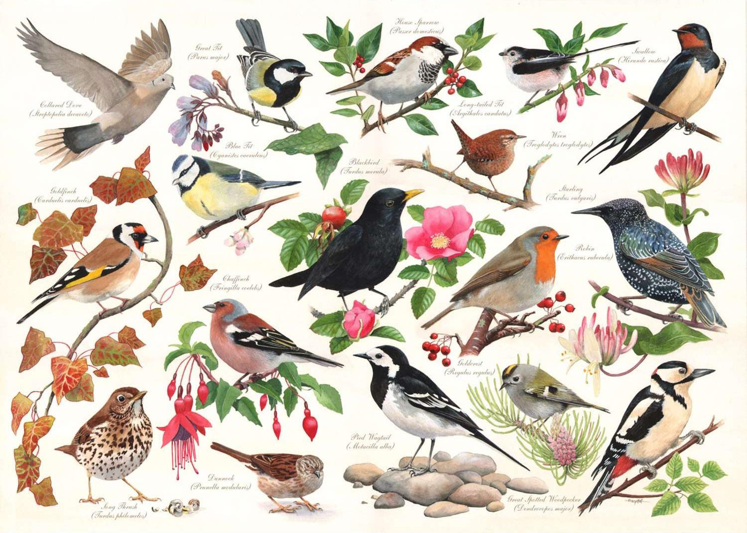 House of Puzzles Puzzel met 1000 stukjes: Vogels in mijn tuin
