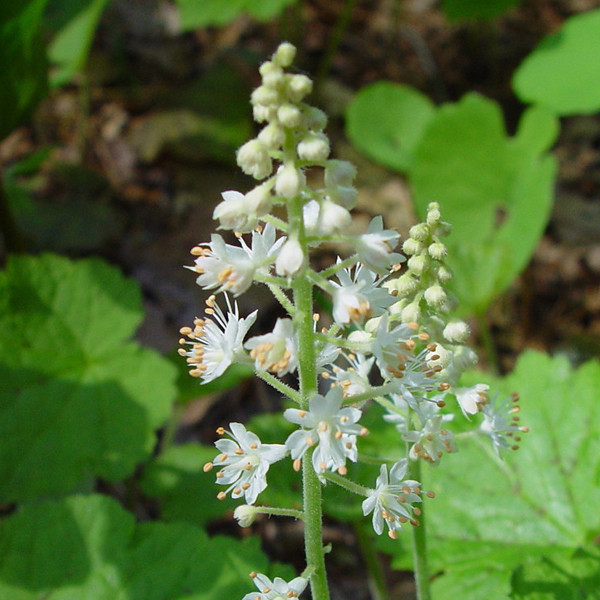 6 x Tiarella cordifolia Schaumgras met hartvormige bladeren, Potmaat: 9 x 9 cm