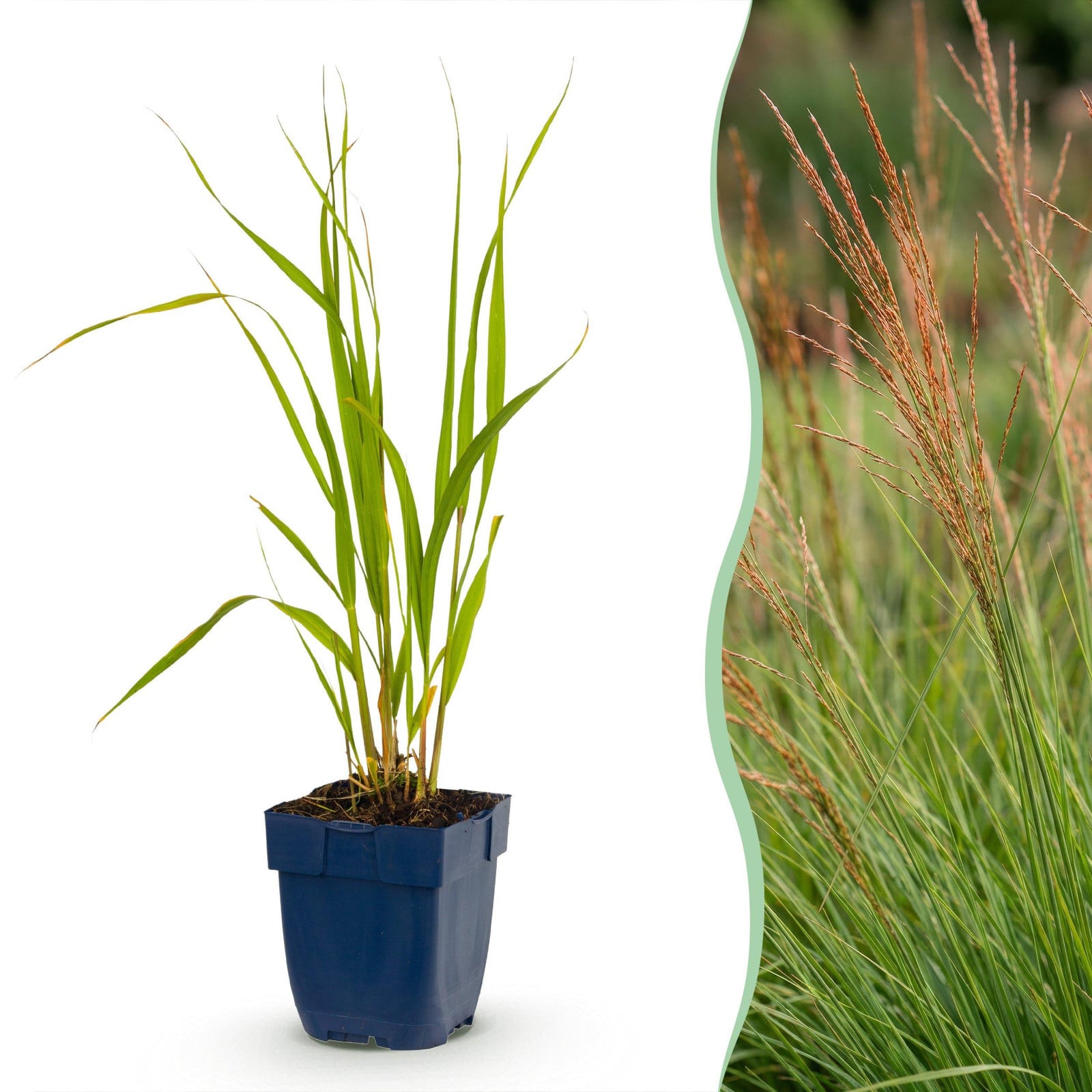 Pflanzenboutique Molinia caerulea Heidebraut Pijpestrootje met pluim Groen 12 stuks 15-25 cm Ø 11 cm Tuinplant