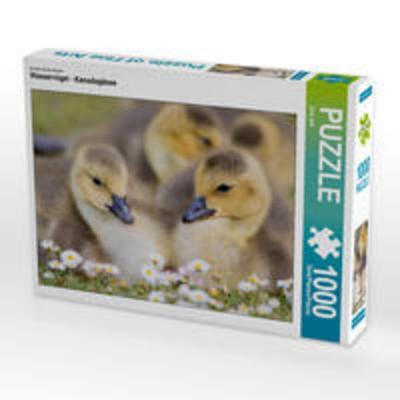 CALVENDO Puzzle Ein Motiv aus dem Kalender Wasservögel - Kanadagänse | 1000 Teile Lege-Größe 64x48cm Foto-Puzzle für glückliche Stunden