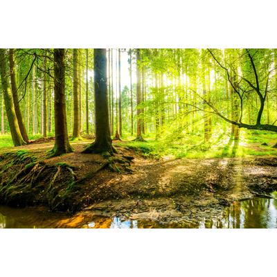 Fototapete PAPERMOON "WALD IM FRÜHLING SONNENLICHT", bunt, B:5m L:2,8m, Vlies, Tapeten