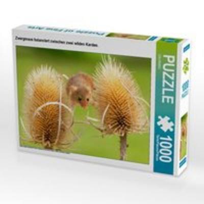 CALVENDO Puzzle Zwergmaus balanciert zwischen zwei wilden Karden. 1000 Teile Lege-Größe 64 x 48 cm Foto-Puzzle Bild von CALVENDO